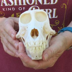 7" A-Grade Female Baboon Skull  (CITES P-000044854)