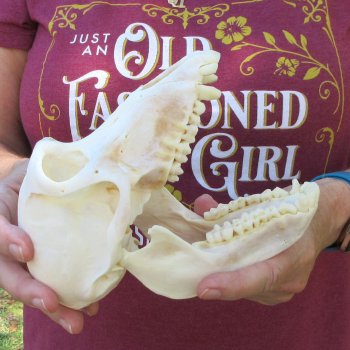 7" A-Grade Female Baboon Skull  (CITES P-000044854)