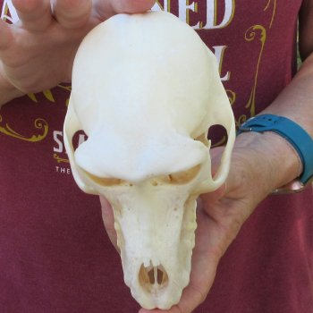 7" A-Grade Female Baboon Skull  (CITES P-000044854)