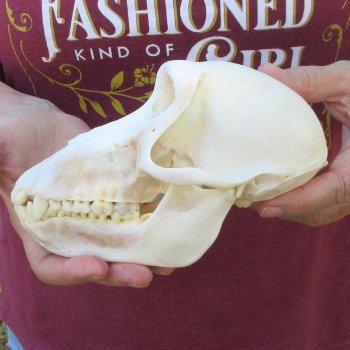 7" A-Grade Female Baboon Skull  (CITES P-000044854)