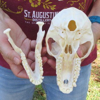 7" A-Grade Female Baboon Skull  (CITES P-000044854)