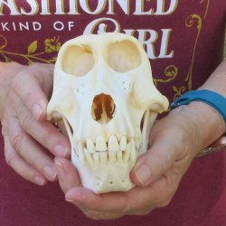 7-1/4" A-Grade Female Baboon Skull  (CITES P-000044854)