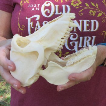 7-1/4" A-Grade Female Baboon Skull  (CITES P-000044854)