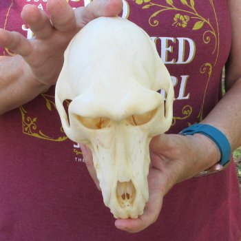 7-1/4" A-Grade Female Baboon Skull  (CITES P-000044854)