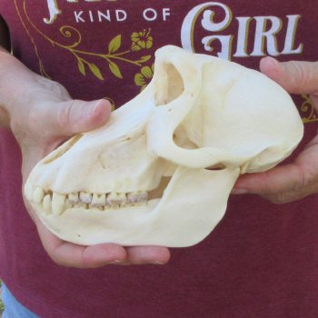 7-1/4" A-Grade Female Baboon Skull  (CITES P-000044854)