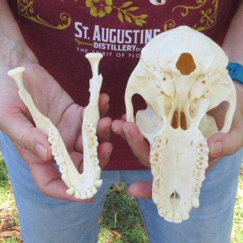 7-1/4" A-Grade Female Baboon Skull  (CITES P-000044854)