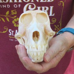 6-3/4" Slight B-Grade Female Baboon Skull  (CITES P-000044854)