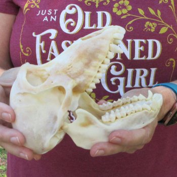 6-3/4" Slight B-Grade Female Baboon Skull  (CITES P-000044854)