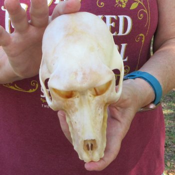 6-3/4" Slight B-Grade Female Baboon Skull  (CITES P-000044854)