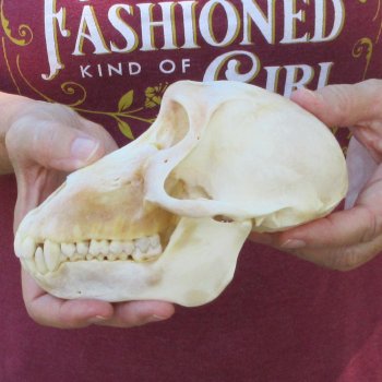 6-3/4" Slight B-Grade Female Baboon Skull  (CITES P-000044854)