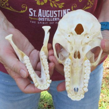 6-3/4" Slight B-Grade Female Baboon Skull  (CITES P-000044854)