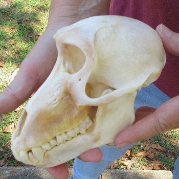 6-3/4" Slight B-Grade Female Baboon Skull  (CITES P-000044854)