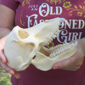 C-Grade 6-3/4" Female Baboon Skull (CITES P-000044854)