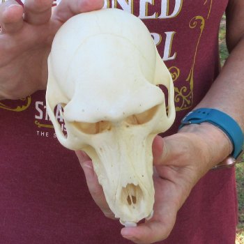 C-Grade 6-3/4" Female Baboon Skull (CITES P-000044854)