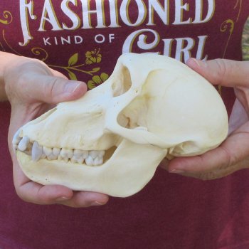 C-Grade 6-3/4" Female Baboon Skull (CITES P-000044854)