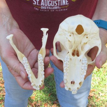 C-Grade 6-3/4" Female Baboon Skull (CITES P-000044854)