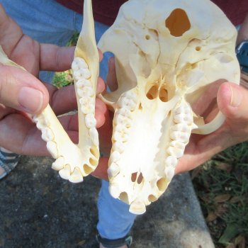 C-Grade 6-3/4" Female Baboon Skull (CITES P-000044854)