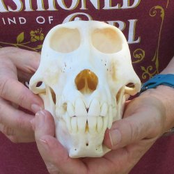 7" Slight B-Grade Female Baboon Skull  (CITES P-000044854)