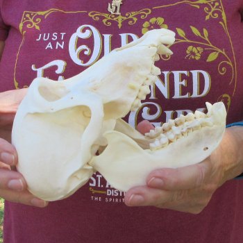 7" Slight B-Grade Female Baboon Skull  (CITES P-000044854)