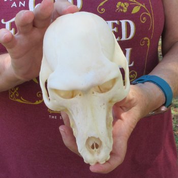 7" Slight B-Grade Female Baboon Skull  (CITES P-000044854)