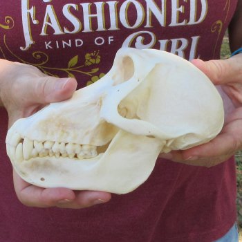 7" Slight B-Grade Female Baboon Skull  (CITES P-000044854)
