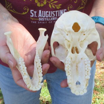 7" Slight B-Grade Female Baboon Skull  (CITES P-000044854)