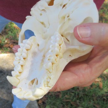 7" Slight B-Grade Female Baboon Skull  (CITES P-000044854)
