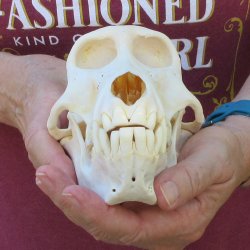 7" Slight B-Grade Female Baboon Skull  (CITES P-000044854)