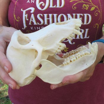 7" Slight B-Grade Female Baboon Skull  (CITES P-000044854)