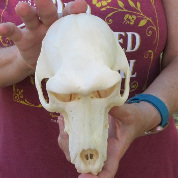 7" Slight B-Grade Female Baboon Skull  (CITES P-000044854)