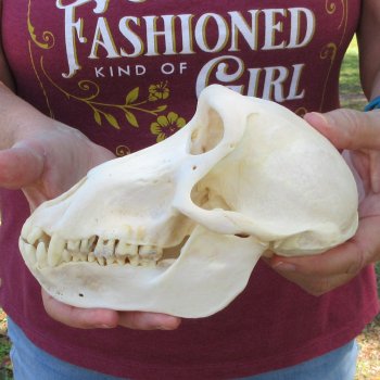 7" Slight B-Grade Female Baboon Skull  (CITES P-000044854)