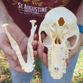 7" Slight B-Grade Female Baboon Skull  (CITES P-000044854)