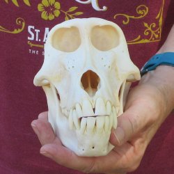 7-1/4" A-Grade Female Baboon Skull  (CITES P-000044854)