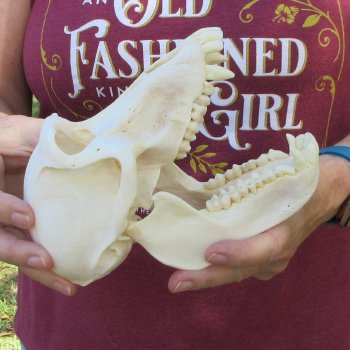7-1/4" A-Grade Female Baboon Skull  (CITES P-000044854)
