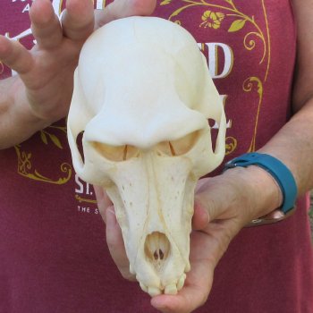 7-1/4" A-Grade Female Baboon Skull  (CITES P-000044854)