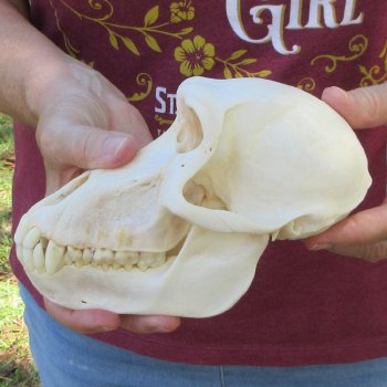 7-1/4" A-Grade Female Baboon Skull  (CITES P-000044854)