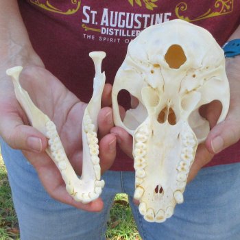 7-1/4" A-Grade Female Baboon Skull  (CITES P-000044854)