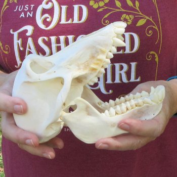 7" Female Baboon Skull  (CITES P-000044854)