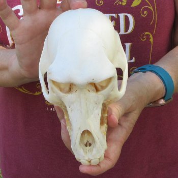7" Female Baboon Skull  (CITES P-000044854)