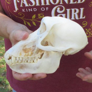 7" Female Baboon Skull  (CITES P-000044854)