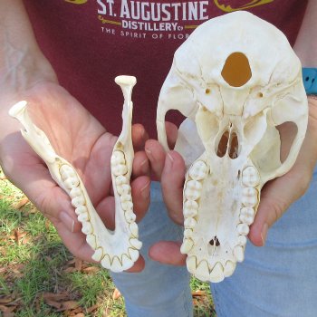7" Female Baboon Skull  (CITES P-000044854)