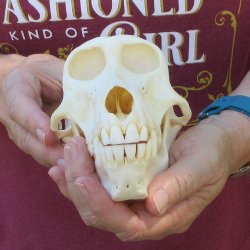 6-3/4" A-Grade Female Baboon Skull  (CITES P-000044854)