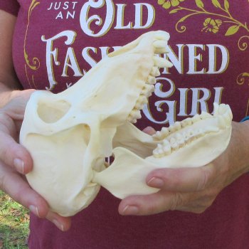 6-3/4" A-Grade Female Baboon Skull  (CITES P-000044854)
