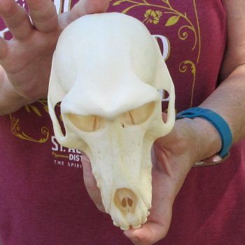 6-3/4" A-Grade Female Baboon Skull  (CITES P-000044854)