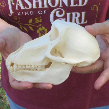 6-3/4" A-Grade Female Baboon Skull  (CITES P-000044854)