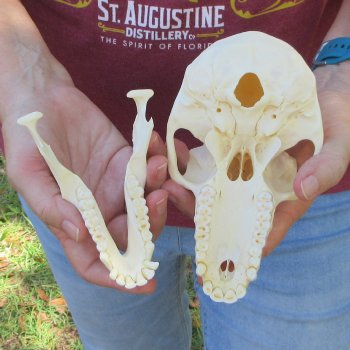 6-3/4" A-Grade Female Baboon Skull  (CITES P-000044854)