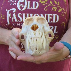 B-Grade 8-1/2" Male Baboon Skull (CITES P-000044854)