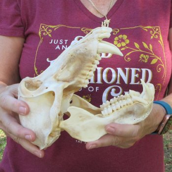 B-Grade 8-1/2" Male Baboon Skull (CITES P-000044854)