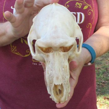 B-Grade 8-1/2" Male Baboon Skull (CITES P-000044854)