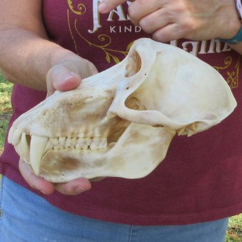 B-Grade 8-1/2" Male Baboon Skull (CITES P-000044854)